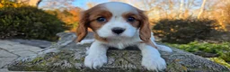 Cavalier King Charles Spaniel dogs for sale: Val - Ad 9