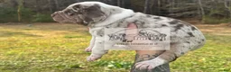 Catahoula Leopard Dog dogs for sale: Catahoula Leopard Dog Puppy 4 - Ad 6