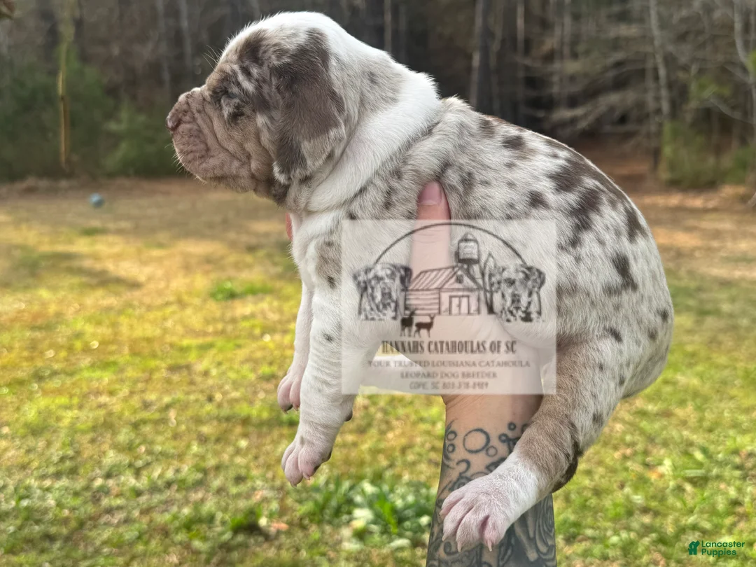 Catahoula Leopard Dog dogs for sale: Catahoula Leopard Dog Puppy 4 - Ad 6