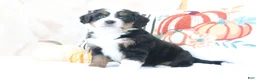 Mini Bernedoodle dogs for sale: Justin - Ad 3