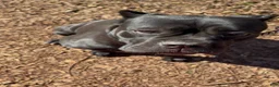 Cane Corso dogs for sale: Cane Corso 2 - Ad 3