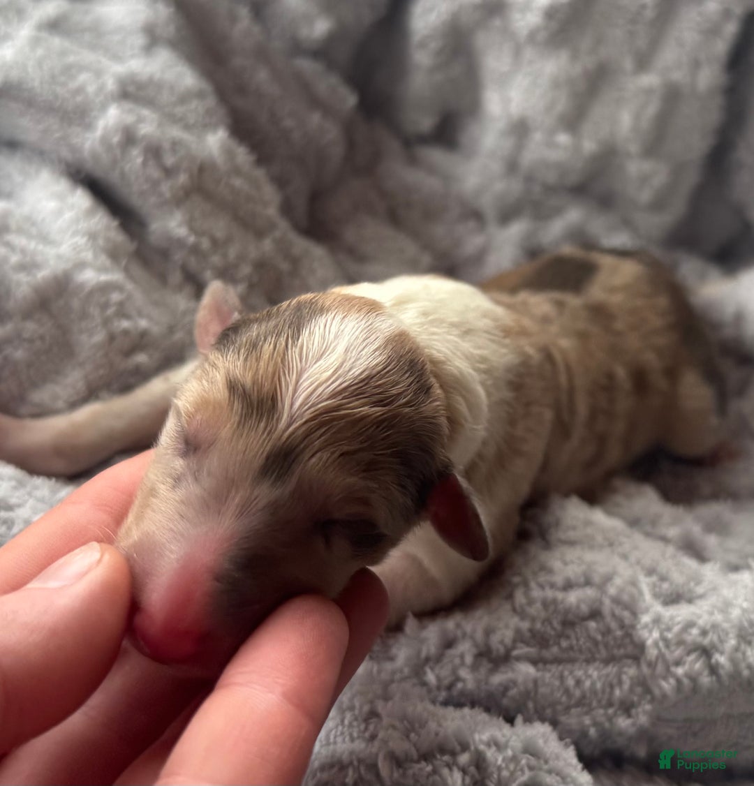 Collie dogs for sale: Denim  - Ad 6