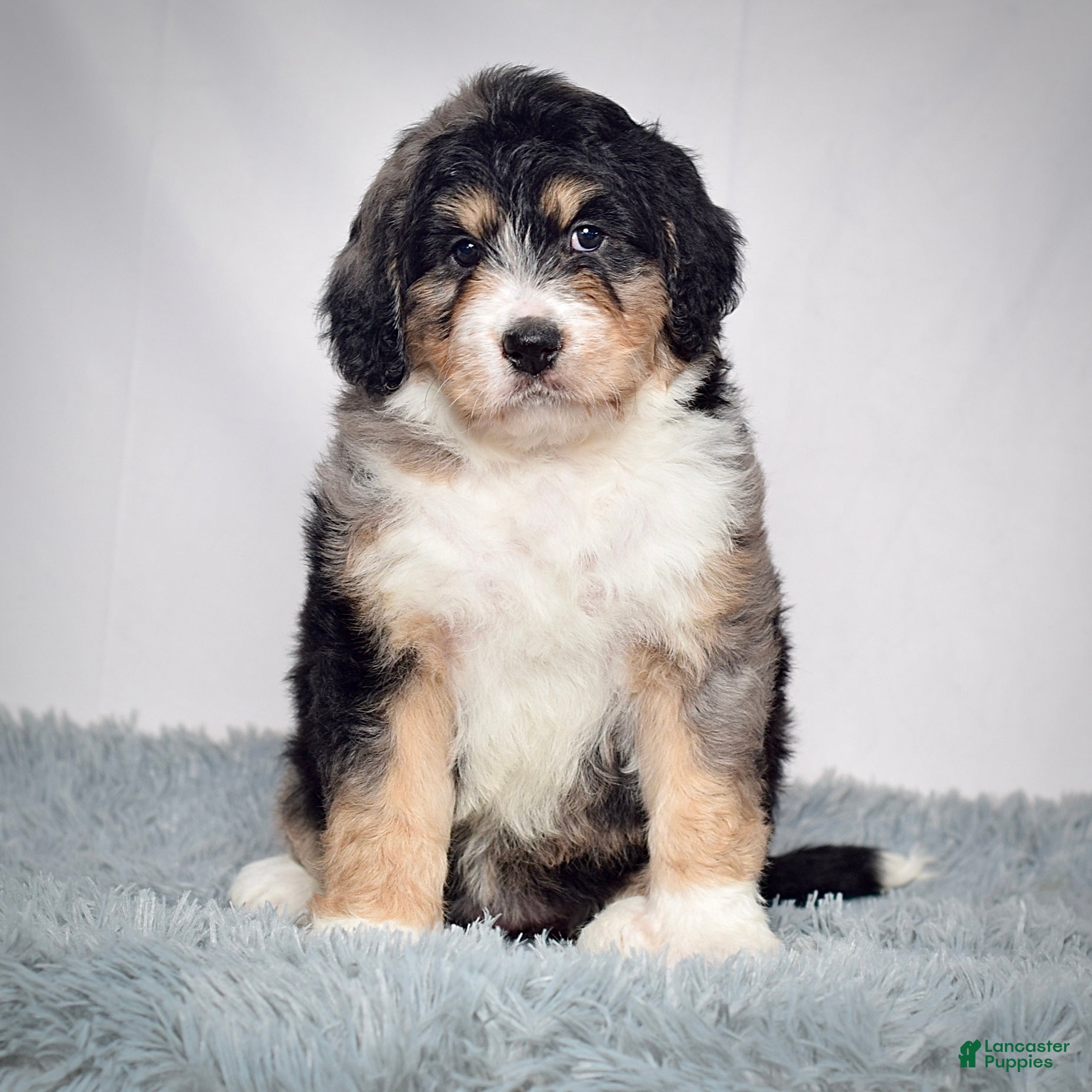 Bernedoodle dogs Ms. Scarlett - Ad 1