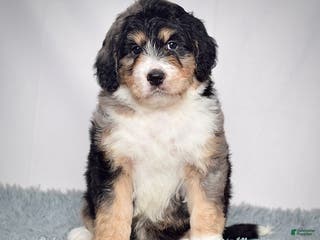 Bernedoodle dogs Ms. Scarlett - Ad 2