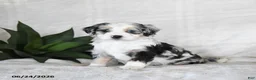 Bernedoodle dogs for sale: Luna  - Ad 3