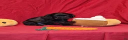 Cocker Spaniel dogs for sale: Theodore - Ad 3