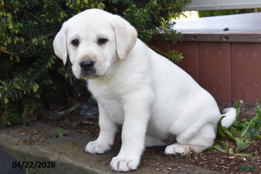 Labrador Retriever dogs Winnie - Ad 2