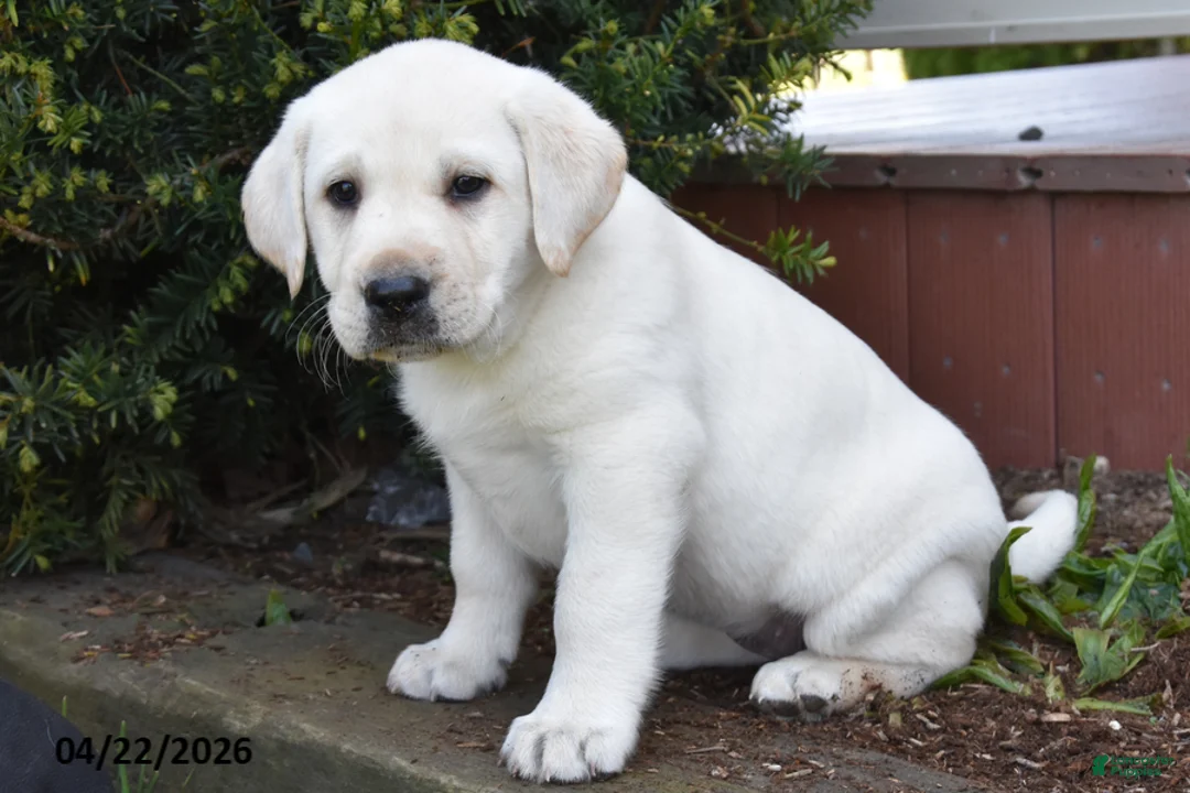 Labrador Retriever dogs for sale: Winnie - Ad 2
