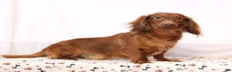 Miniature Dachshund dogs for sale: Ike - Ad 5