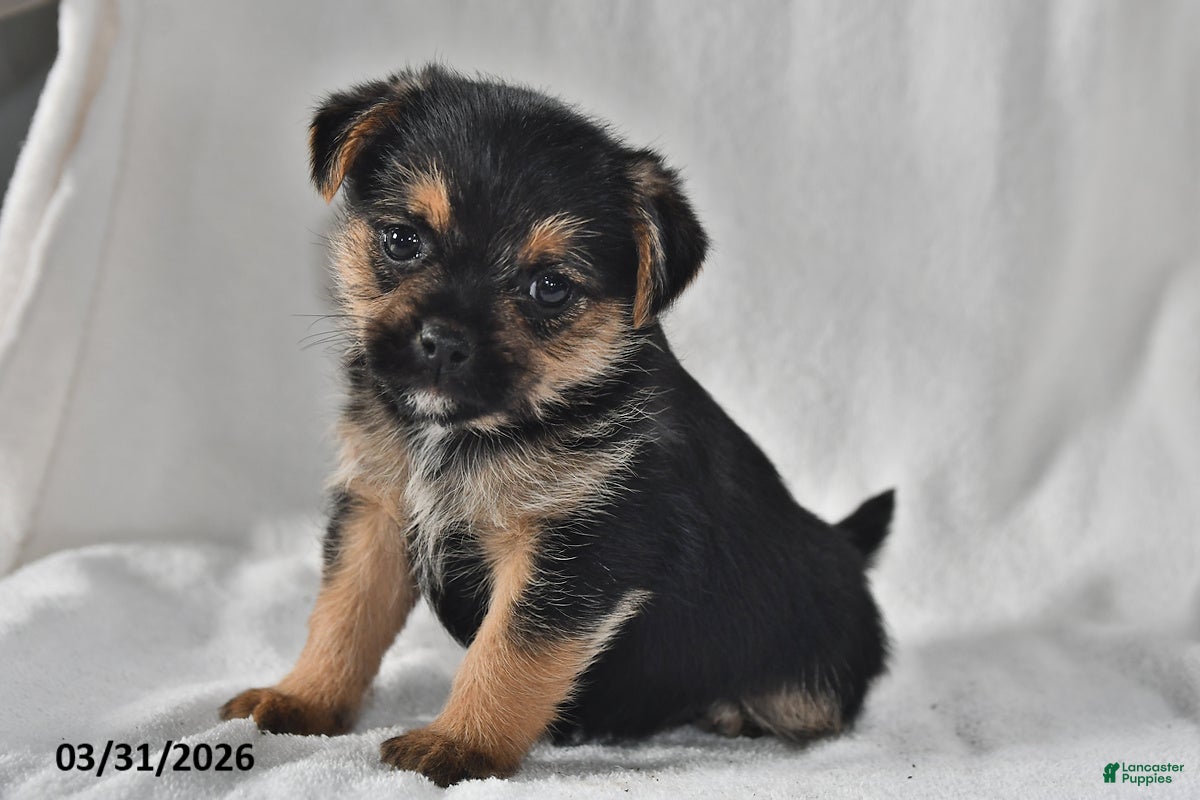 Mixed Breed dogs Lacey - Ad 1
