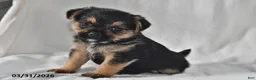 Mixed Breed dogs for sale: Lacey - Ad 1