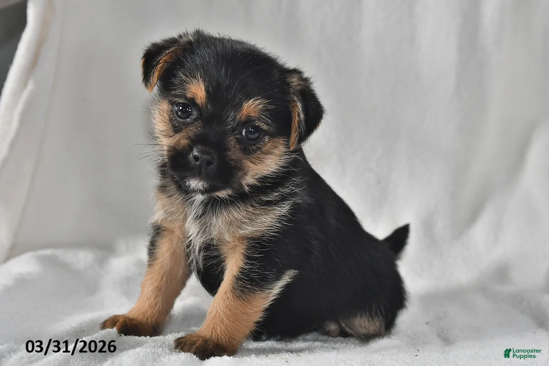 Mixed Breed dogs for sale: Lacey - Ad 1