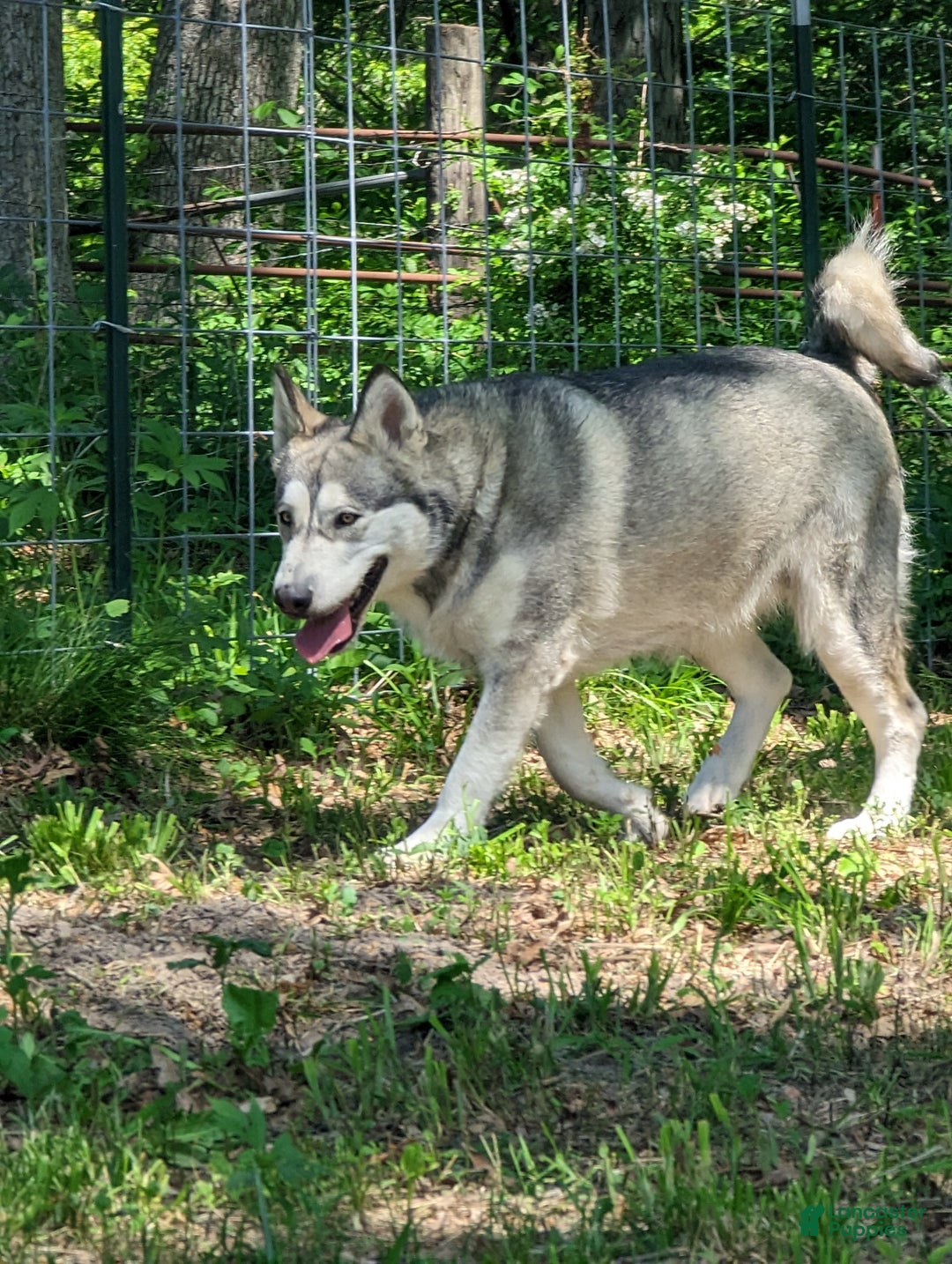 Alaskan Malamute dogs for sale: Leia - Ad 4
