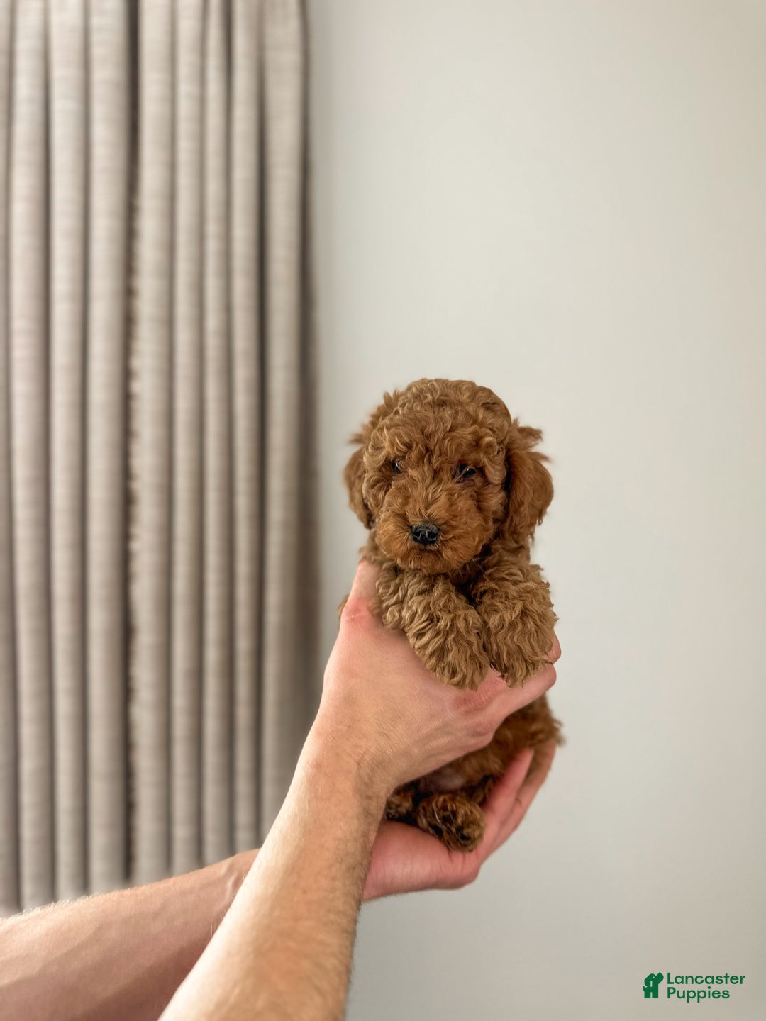 Mini Goldendoodle dogs for sale: Kai - Ad 2