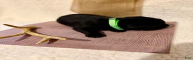 Labrador Retriever black big boy green collar 