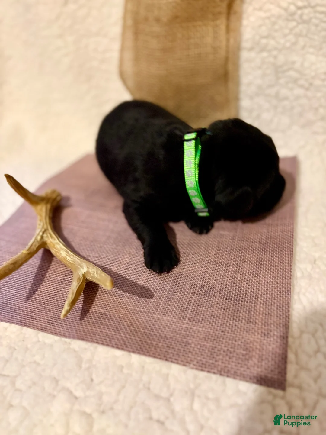 Labrador Retriever dogs for sale: Labrador Retriever black big boy green collar  - Ad 1