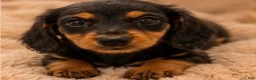Miniature Dachshund dogs for sale: Tini - Ad 2