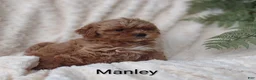 Shihpoo dogs for sale: Shihpoo Puppy 2 Manley  - Ad 6