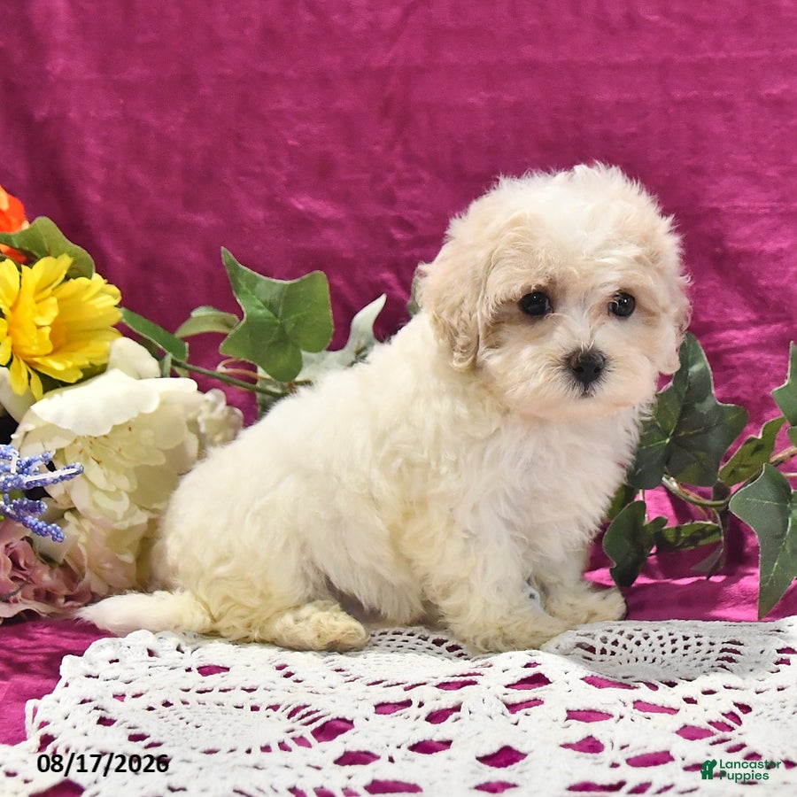 Maltipoo dogs Nugget - Ad 2