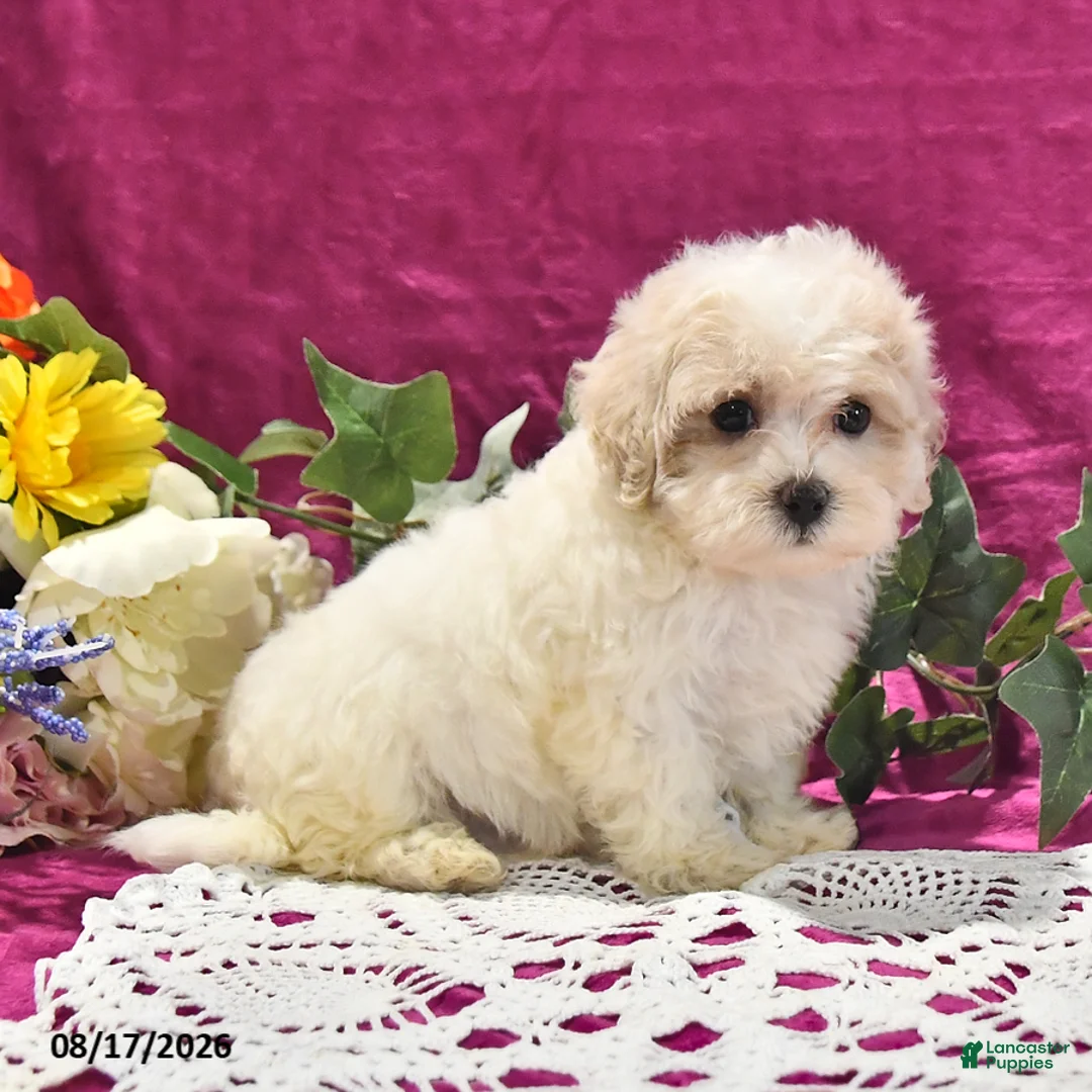 Maltipoo dogs for sale: Nugget - Ad 2