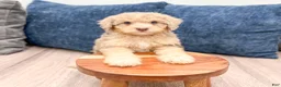Miniature Poodle dogs for sale: Princess - Ad 3