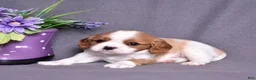 Cavalier King Charles Spaniel dogs for sale: Corduroy  - Ad 5