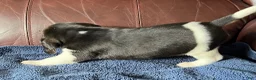 Beagle dogs for sale: Beagle 2 - Ad 10