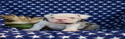 English Bulldog dogs for sale: Dunleigh - Ad 5