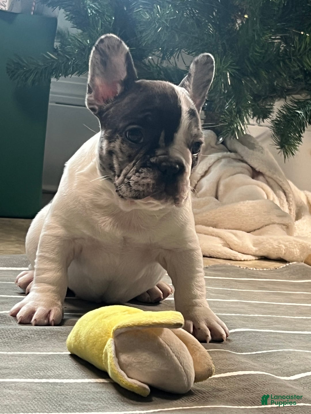 French Bulldog dogs for sale: Piper - Ad 9