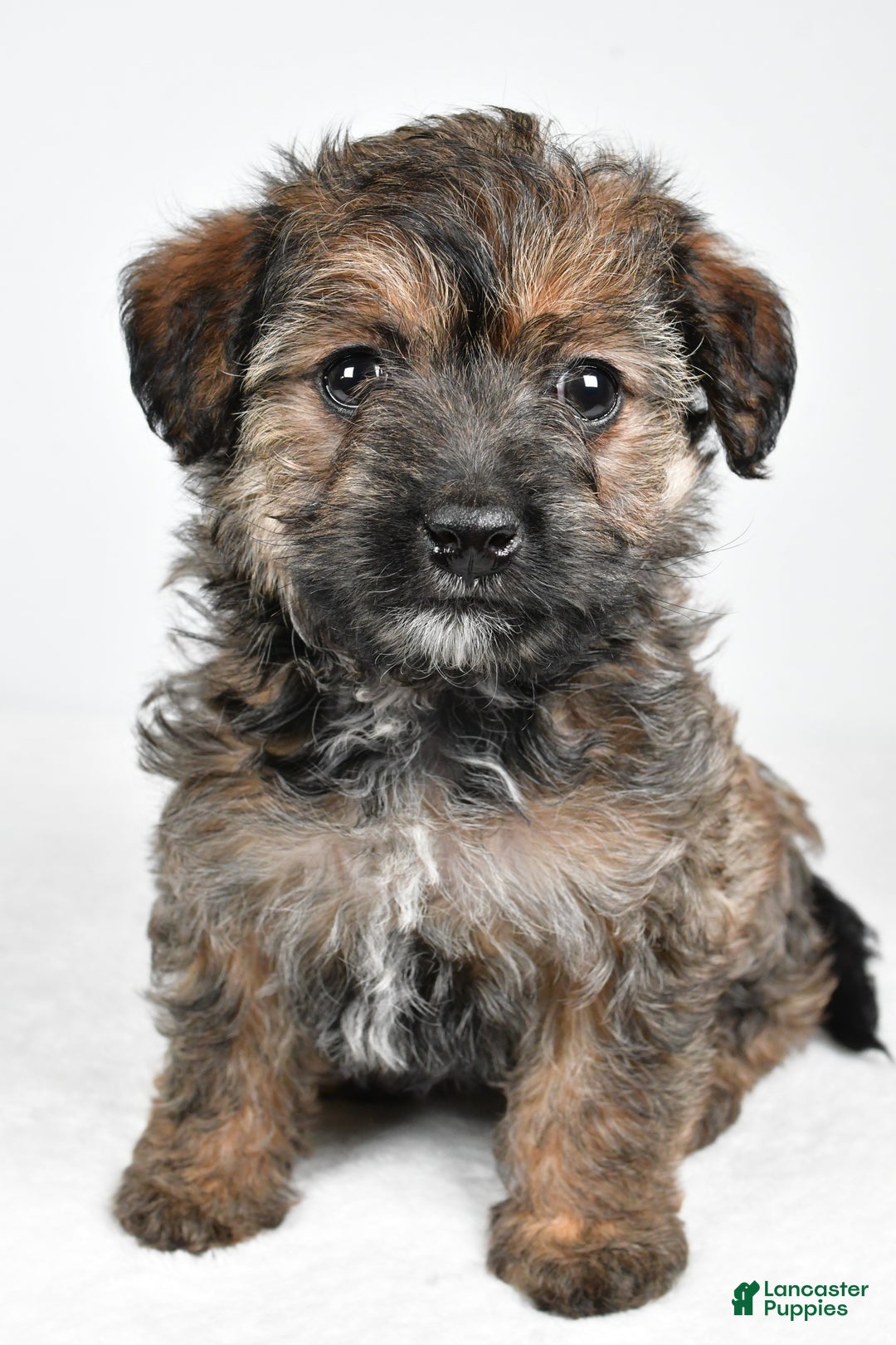 Yorkiepoo dogs for sale: Noelle - Ad 5