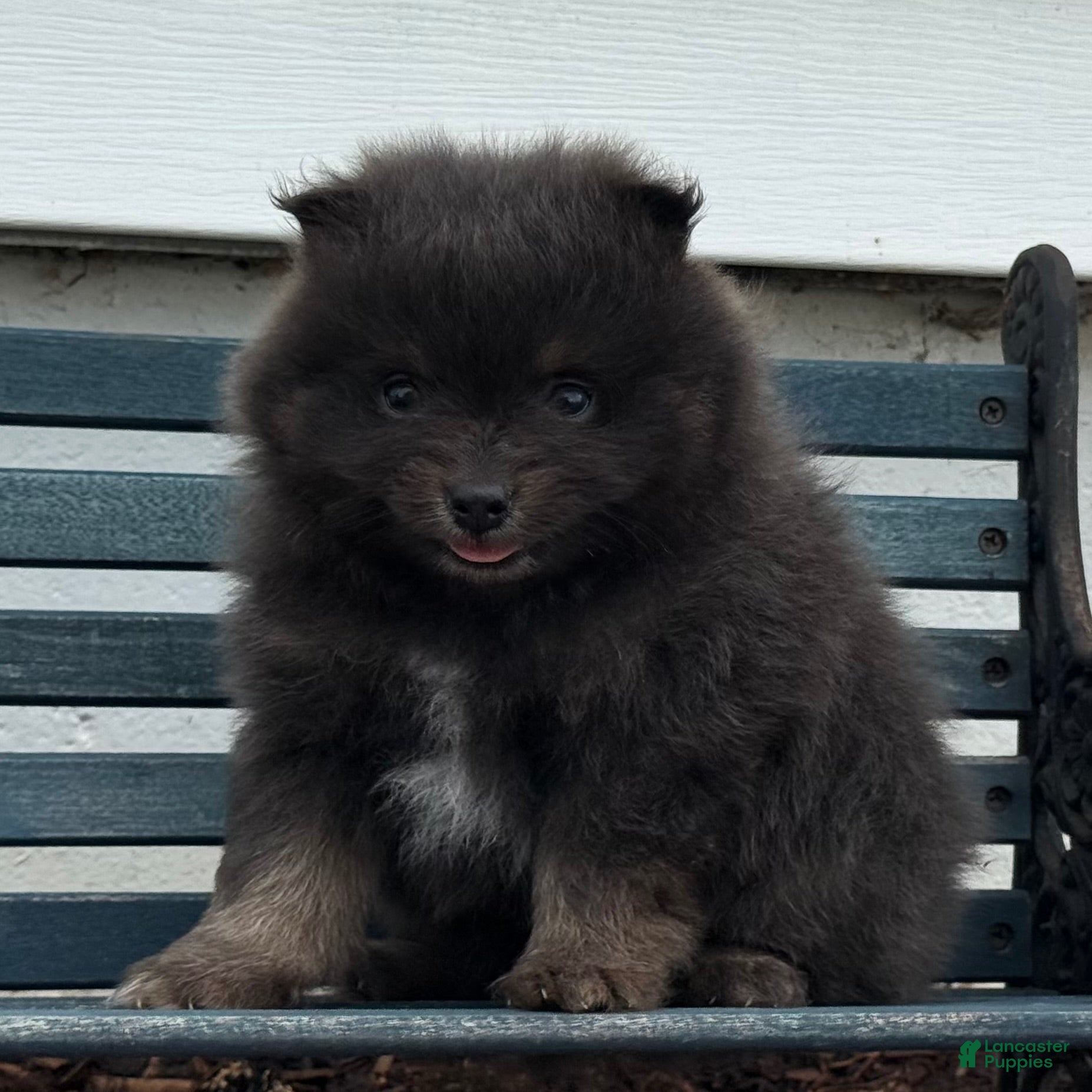 Pomeranian dogs Oscar - Ad 2