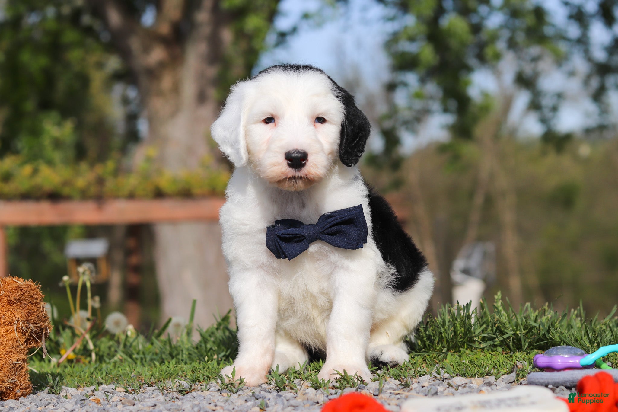 Sheepadoodle dogs for sale: Bentley - Ad 1