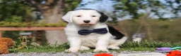 Sheepadoodle dogs for sale: Bentley - Ad 1