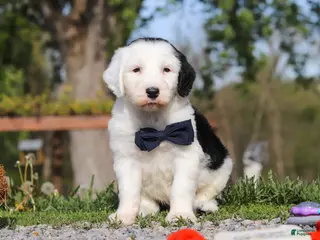 Sheepadoodle dogs for sale: Bentley - Ad 1