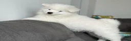 Samoyed dogs for sale: Ghost - Ad 4