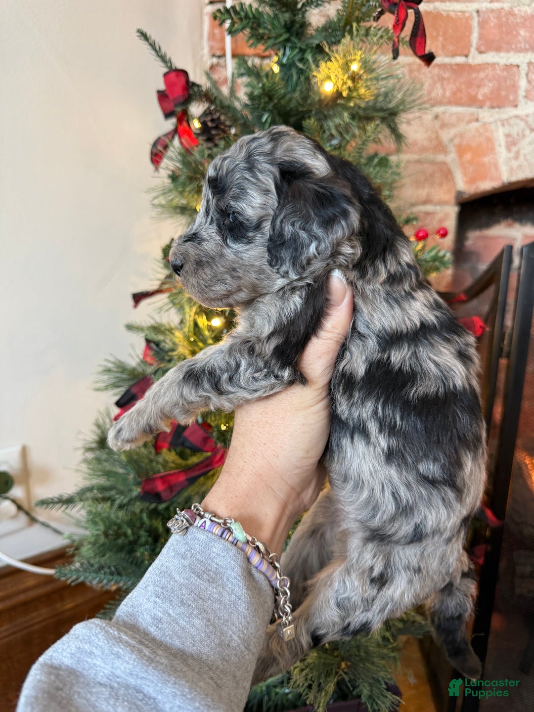 Mixed Breed dogs for sale: Paul - Ad 5