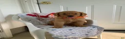 Golden Retriever dogs for sale: Golden Retriever 3 Sherry  - Ad 3