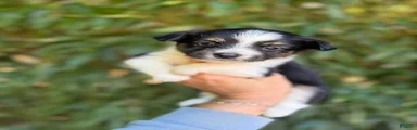Miniature Australian Shepherd 3