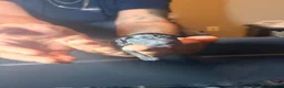 Miniature Pinscher dogs for sale: Miniature Pinscher 2 - Ad 4