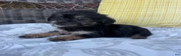 Shorkie dogs for sale: Monica - Ad 3