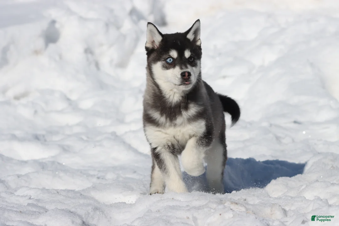 Alaskan Klee Kai dogs for sale: Jack Frost - Ad 3