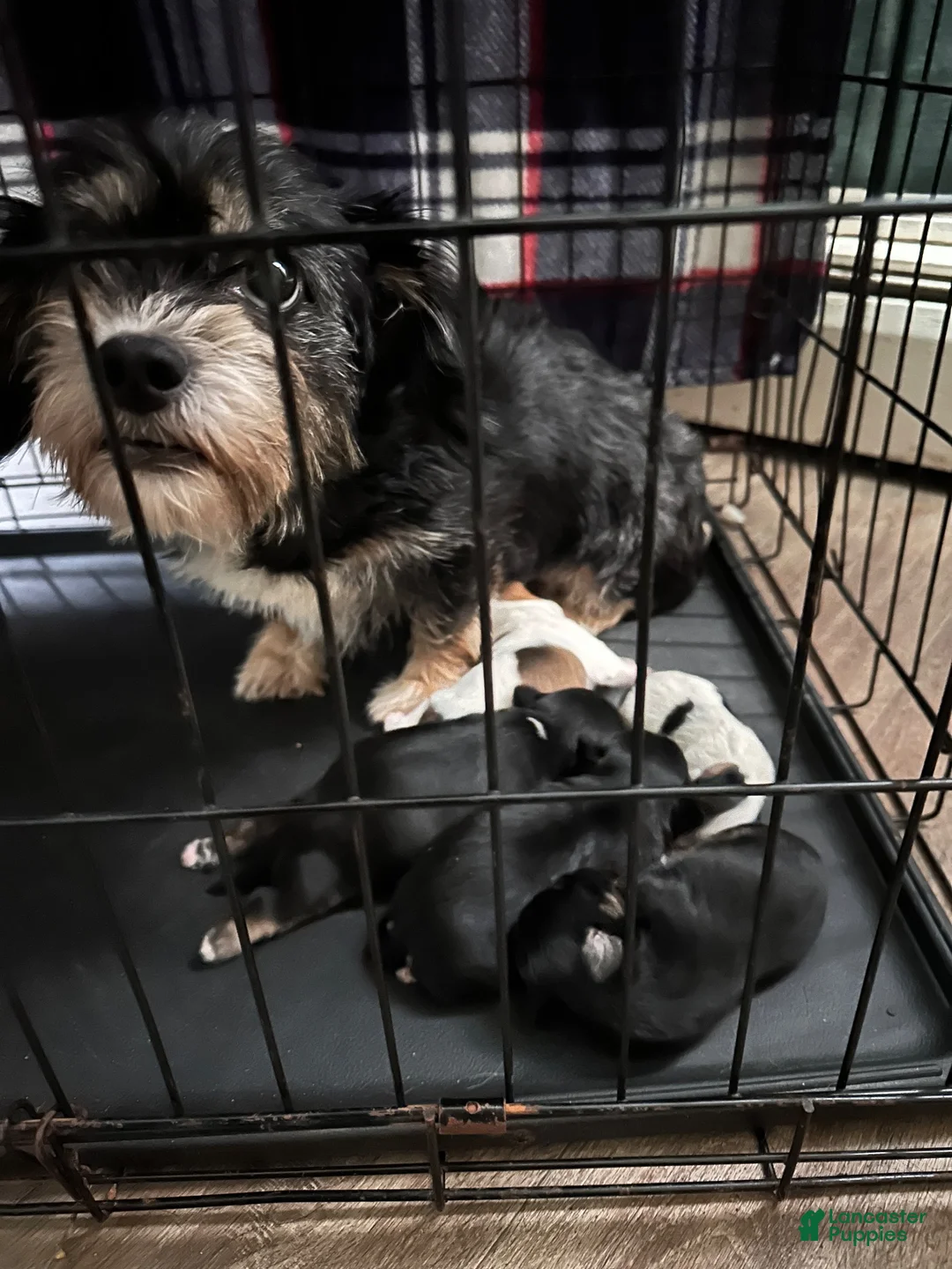 Shih Tzu dogs for sale: Shih Tzu 3 - Ad 2