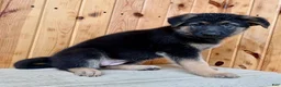 German Shepherd dogs for sale: Pattie - Ad 4