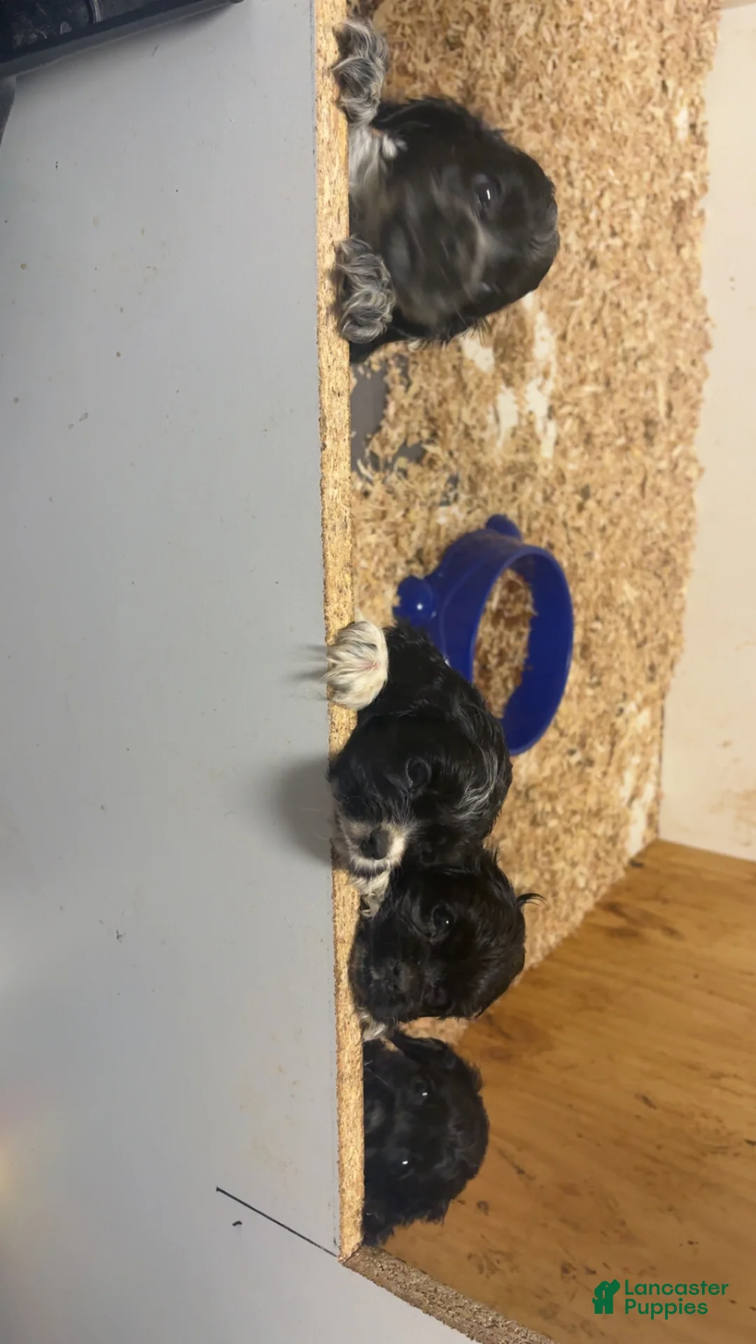 Cocker Spaniel dogs for sale: Jalapeño  - Ad 2