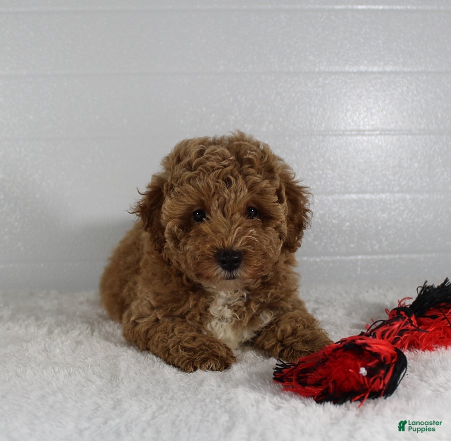 Miniature Poodle dogs Bella - Ad 1