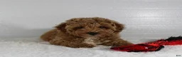 Miniature Poodle dogs for sale: Bella - Ad 1