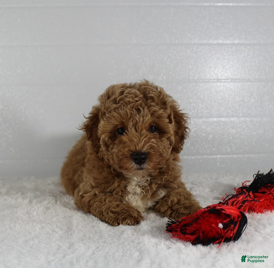 Miniature Poodle dogs for sale: Bella - Ad 1