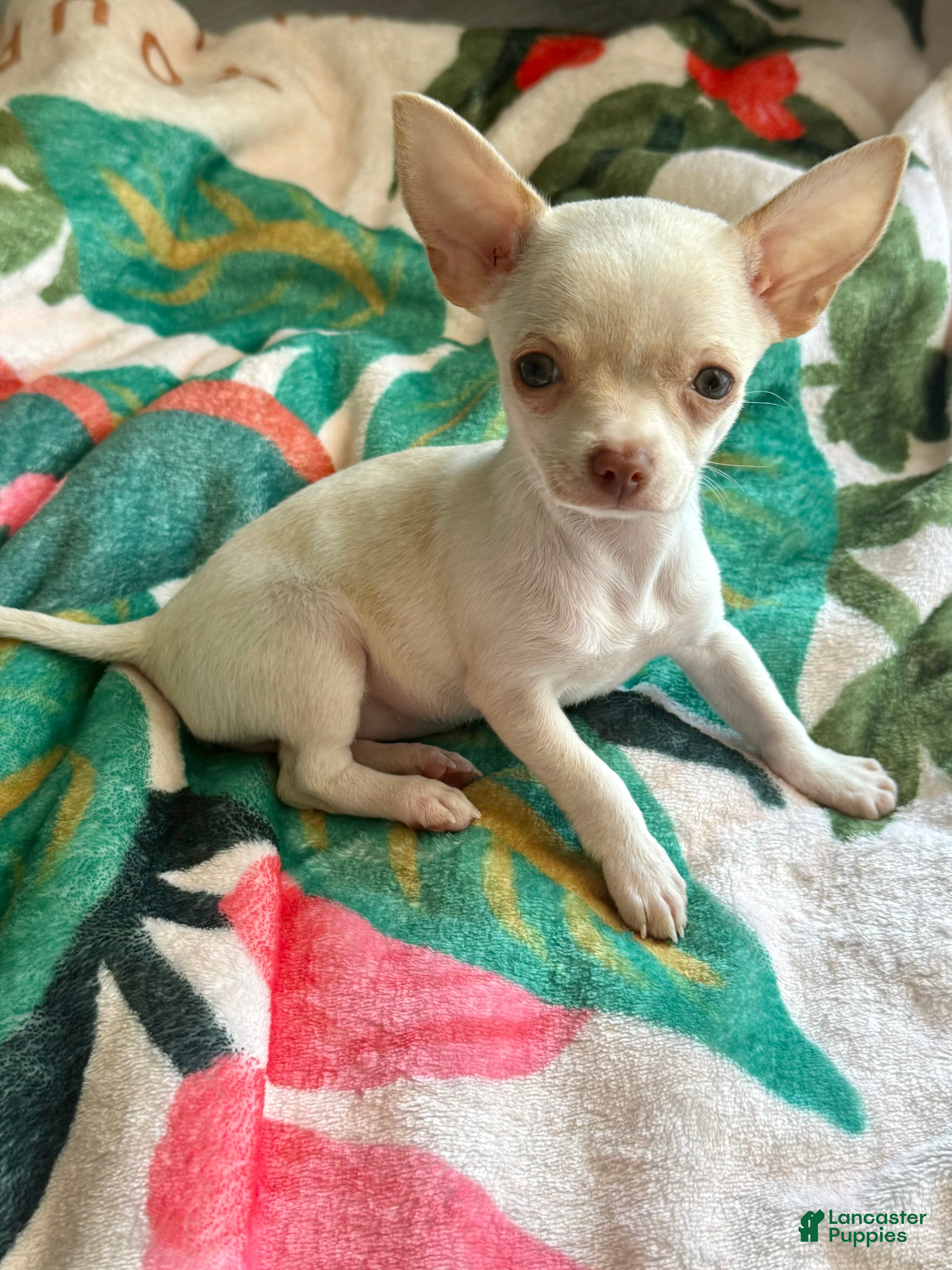 Chihuahua dogs Cream and white female chihuahua  - Ad 2