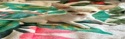 Chihuahua dogs for sale: Cream and white female chihuahua  - Ad 2
