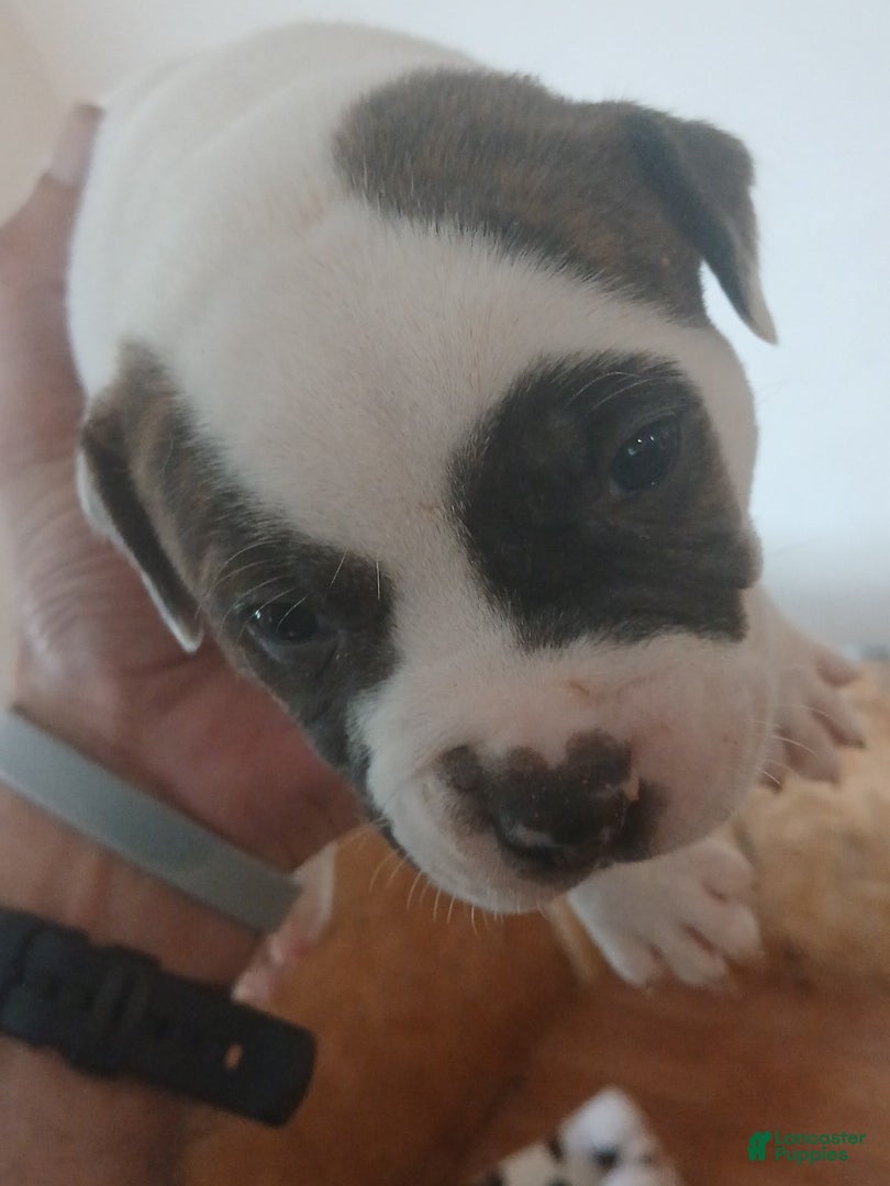 American Bulldog dogs Panda - Ad 1